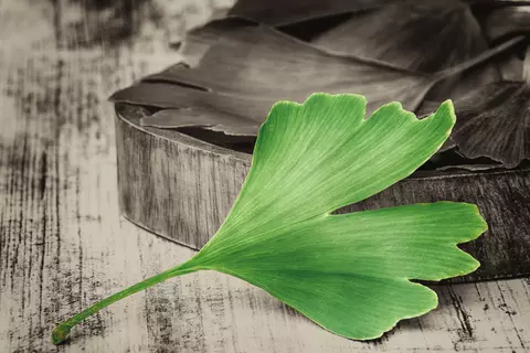 Ginkgo_Blatt_auf_Tisch
