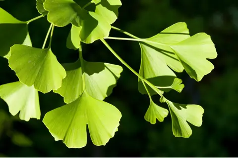 ginkgo-heilpflanze-tebofortin-gedaechtnis-vergesslichkeit