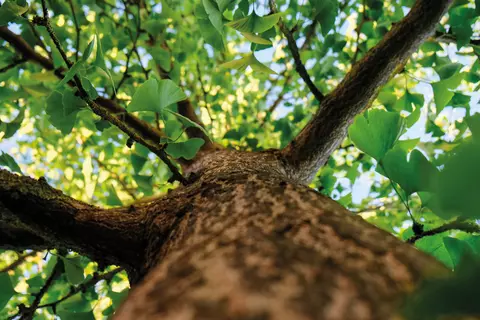 Ginkgo Baum von unten